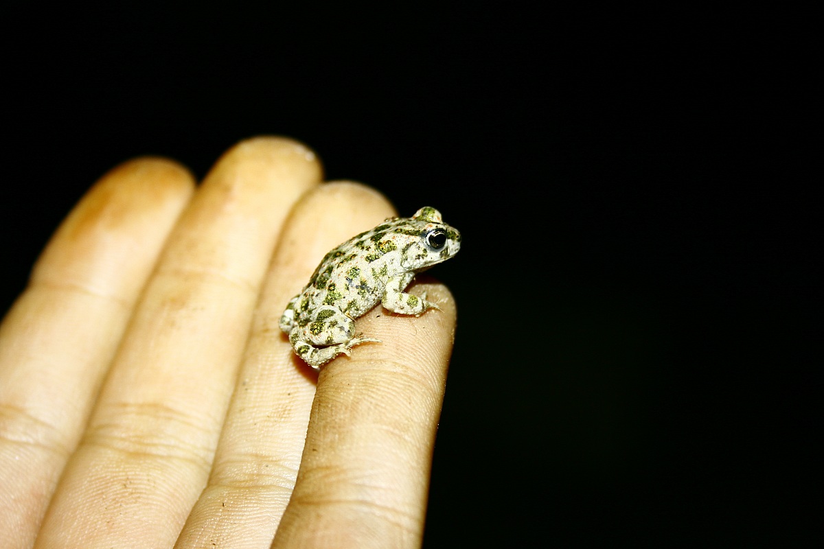 Giovane rospo smeraldino siciliano