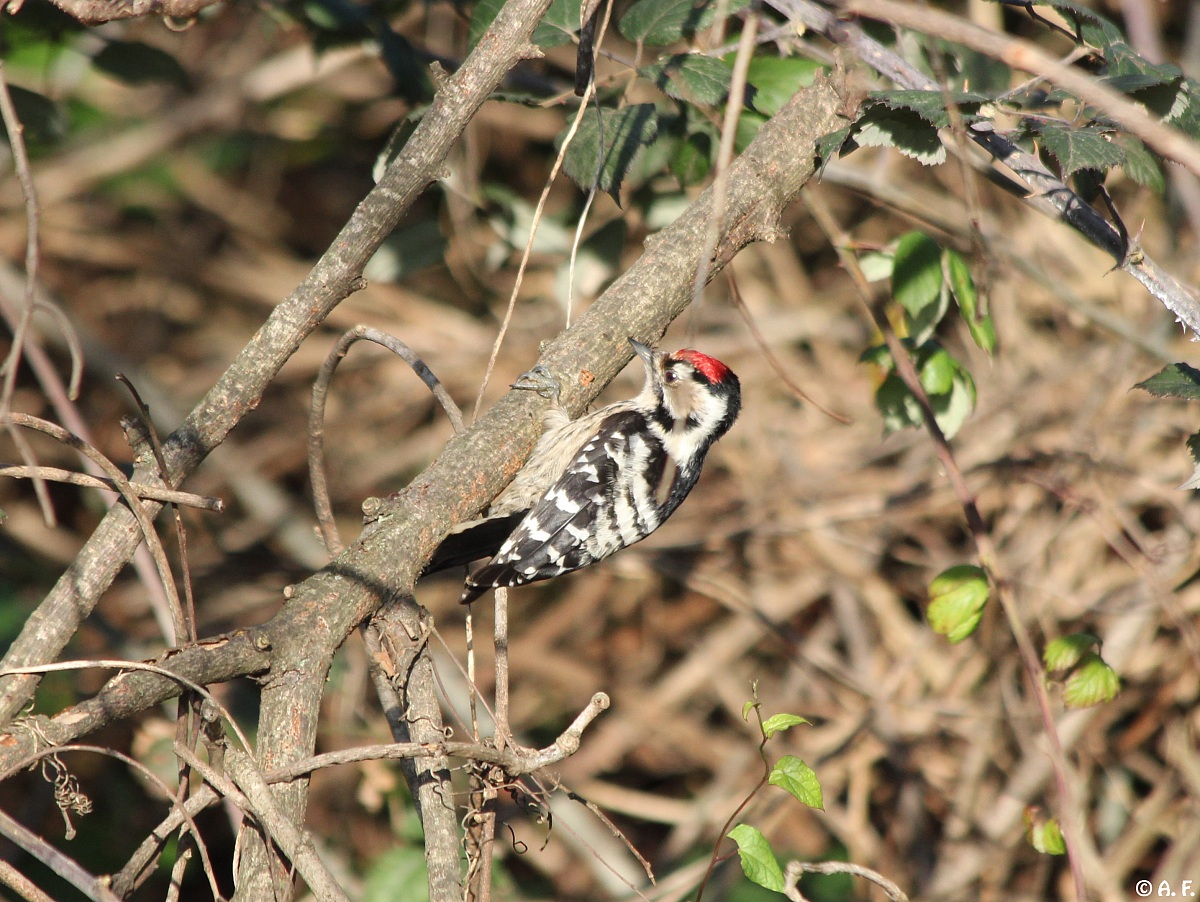 Lesser Spotted Woodpecker