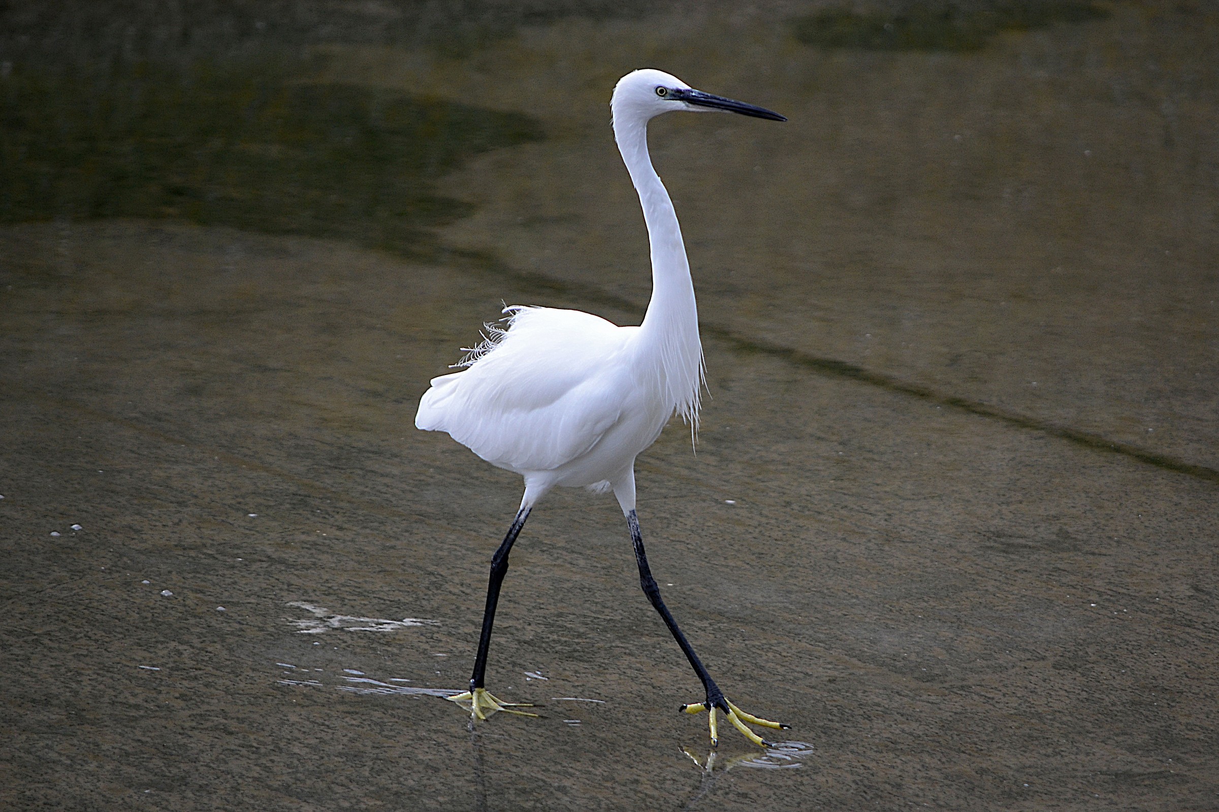 elegance on the catwalk
