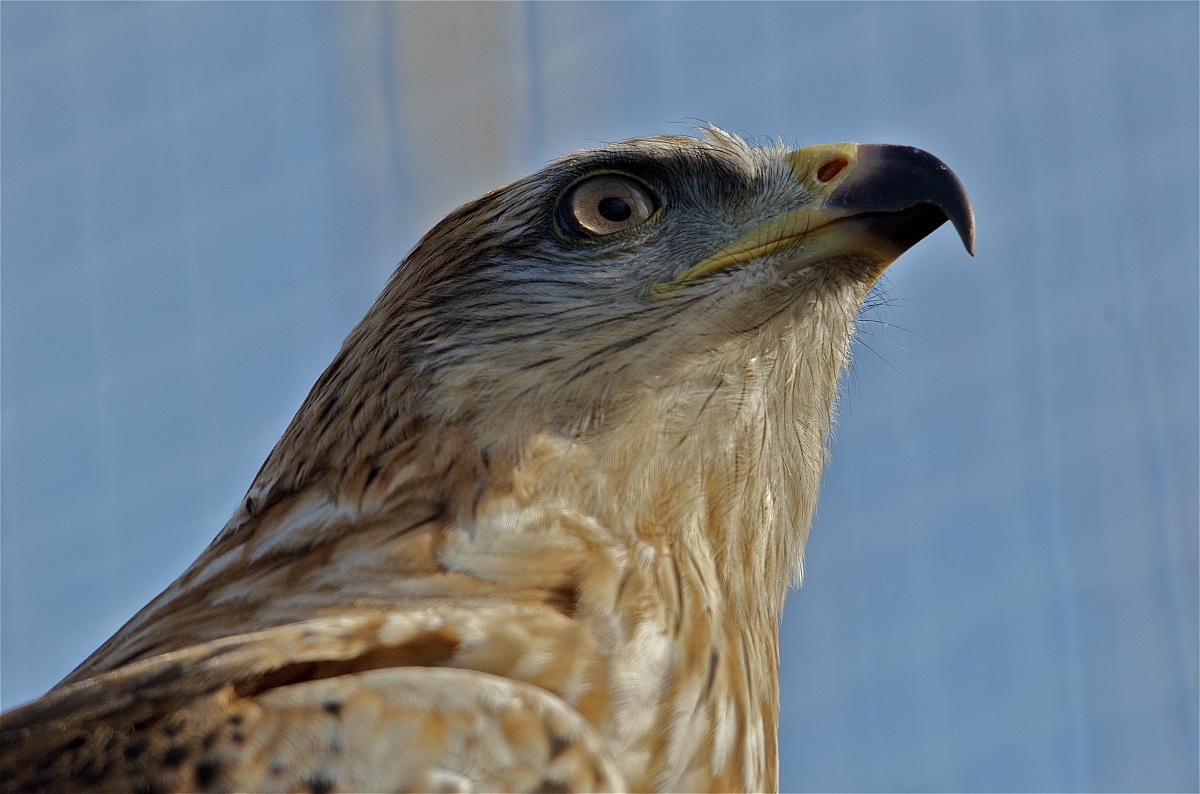 Dedicato a tutti quelli che postano foto in cattività