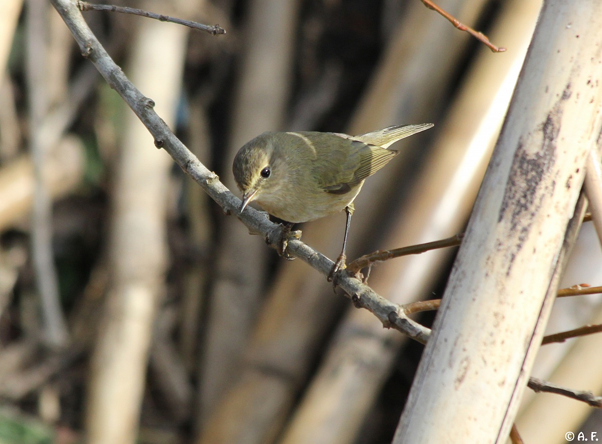 Chiffchaff