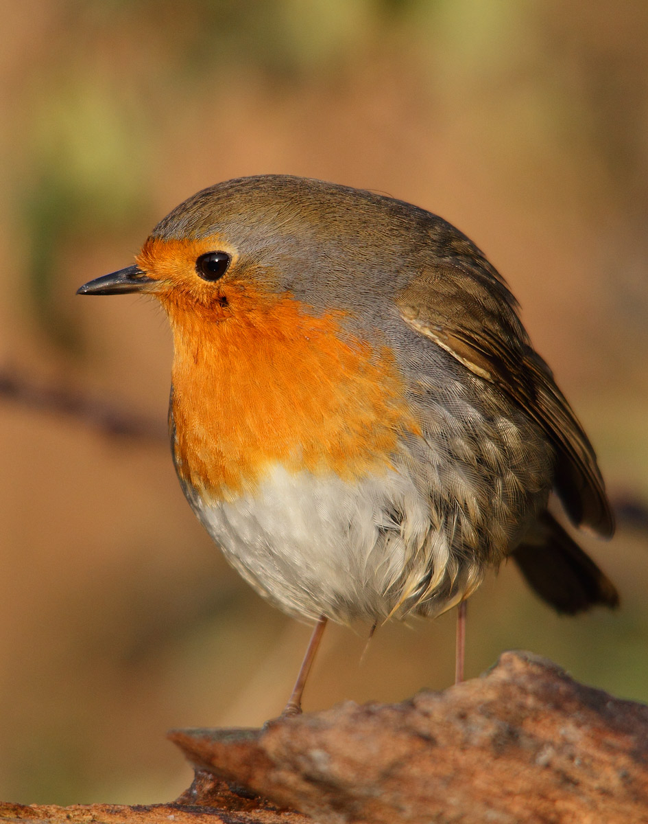 Robin