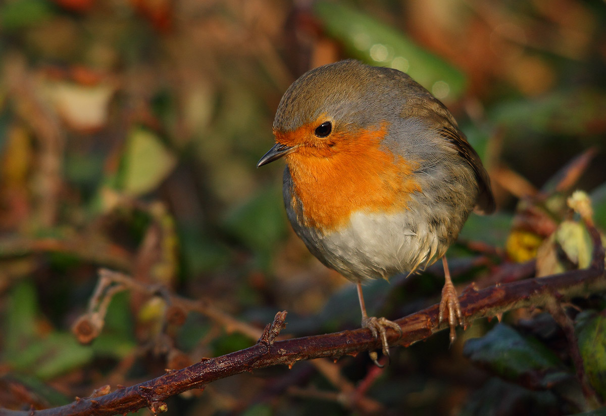 Robin