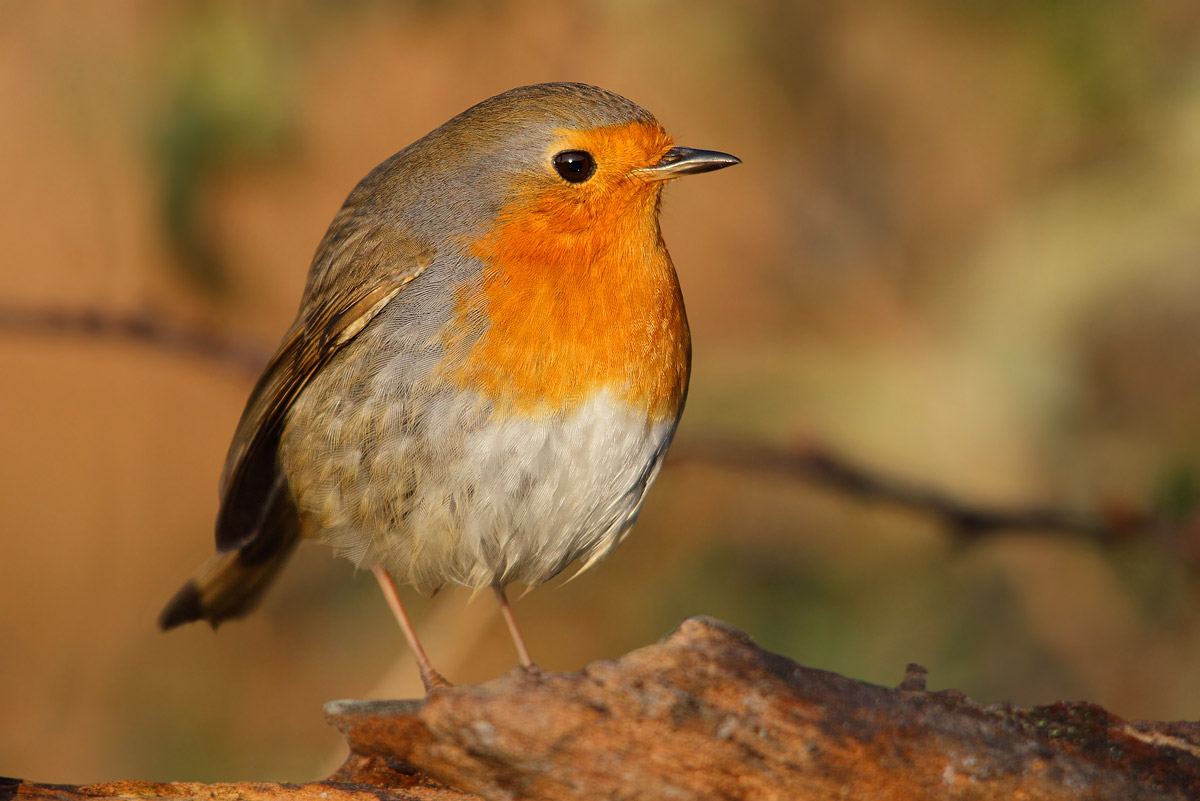 Robin