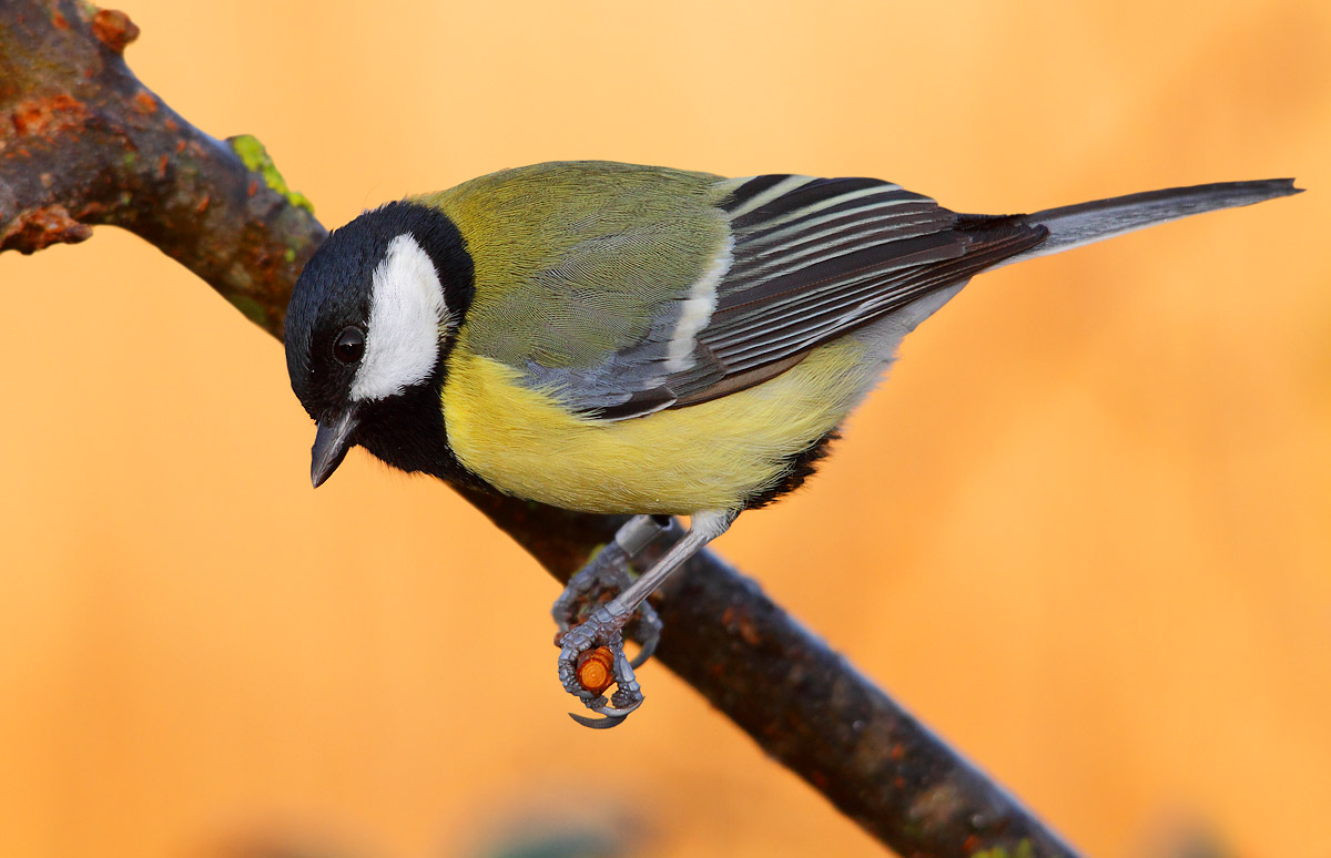 Great Tit