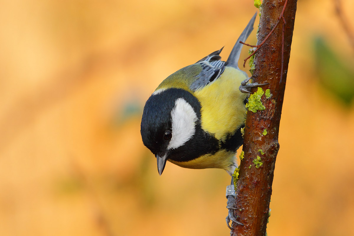 Great Tit