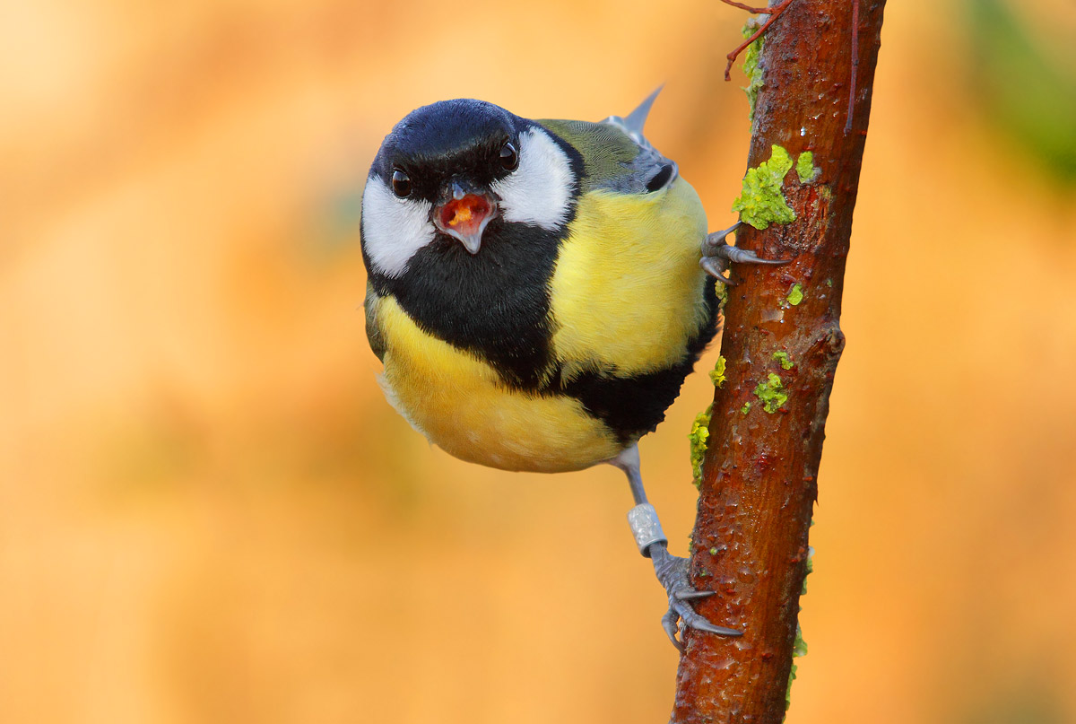 Great Tit