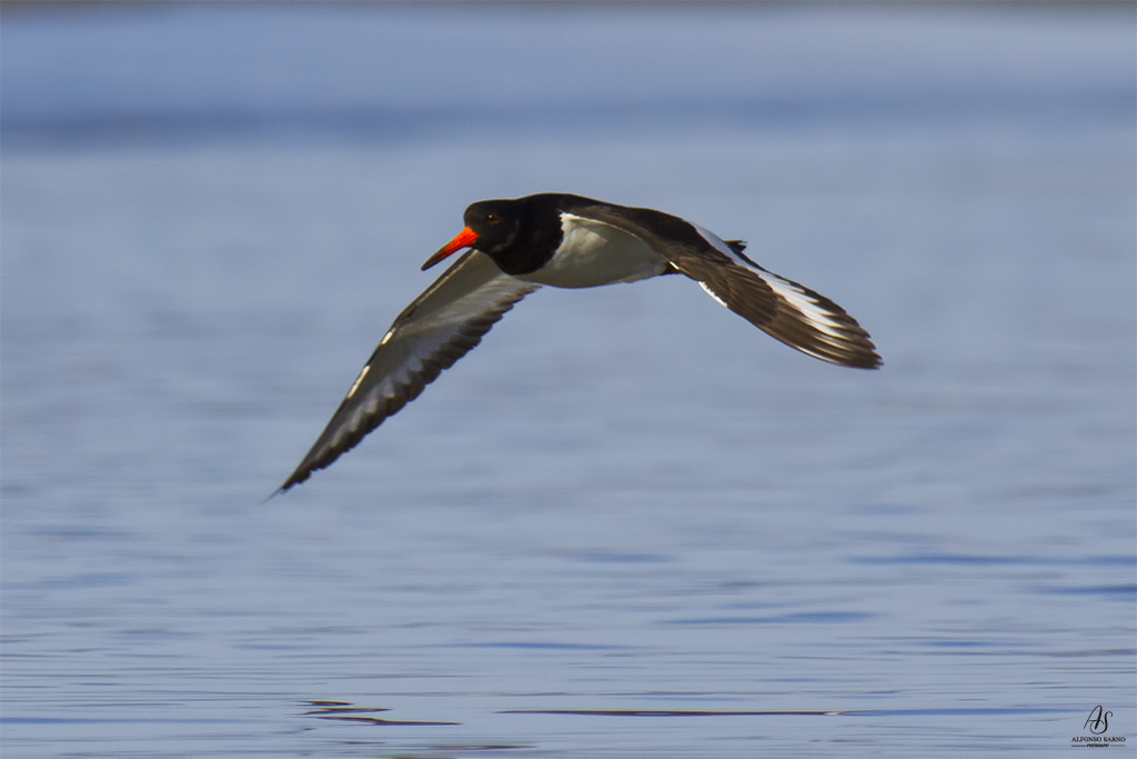 Oystercatcher in Flight