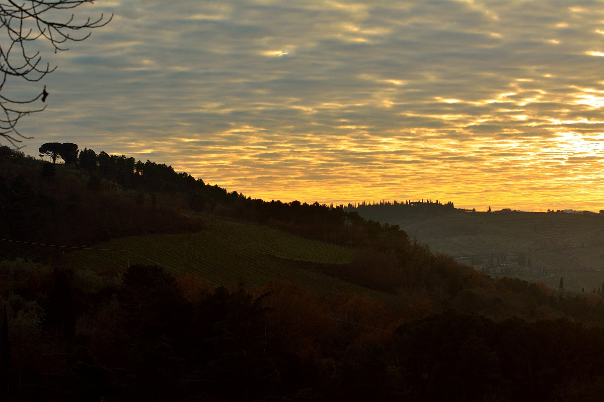 Sunset on the vineyards