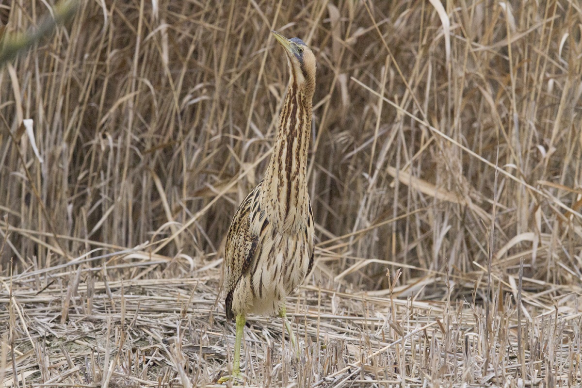 Bittern