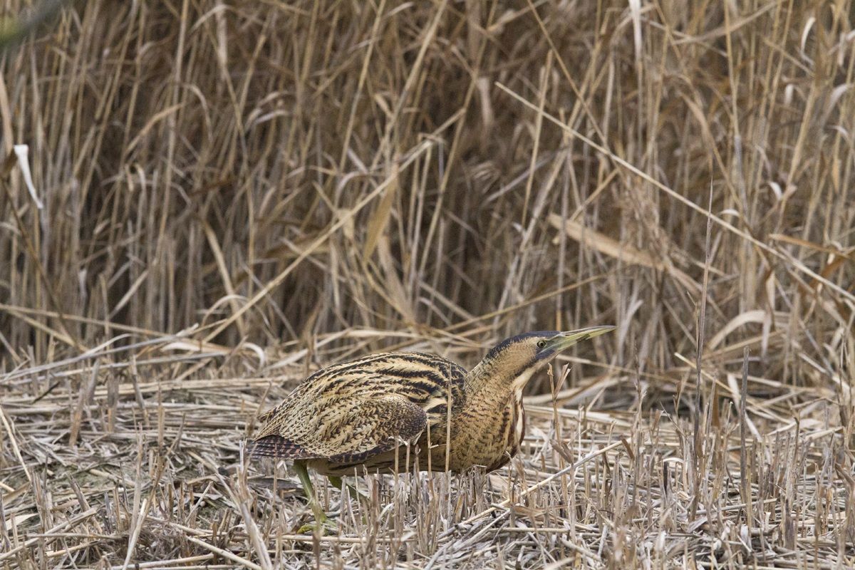 Bittern