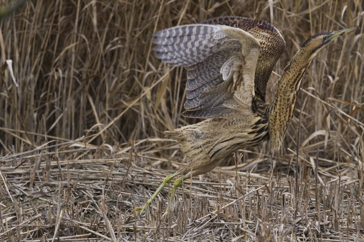 Bittern