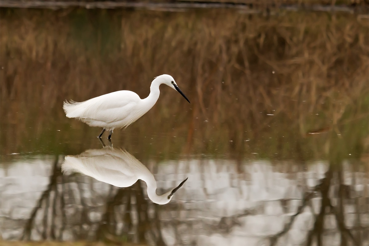 Egret