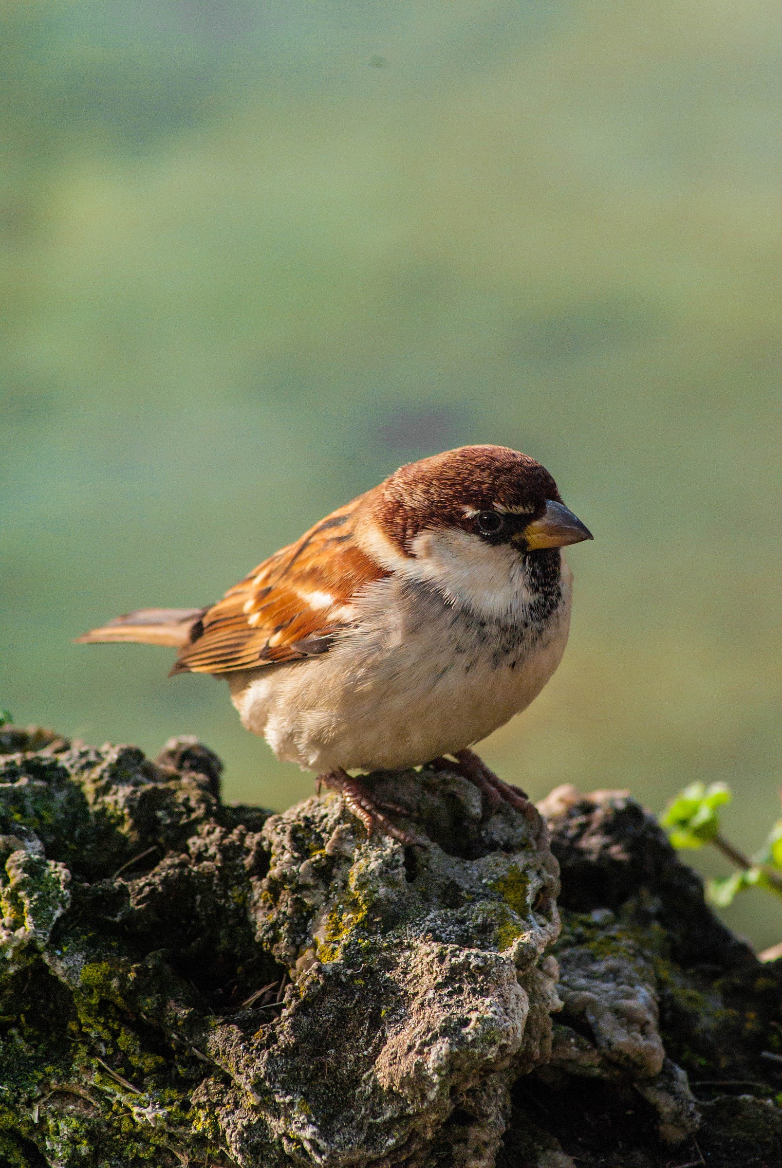 Sparrow