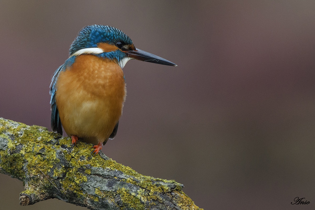 kingfisher