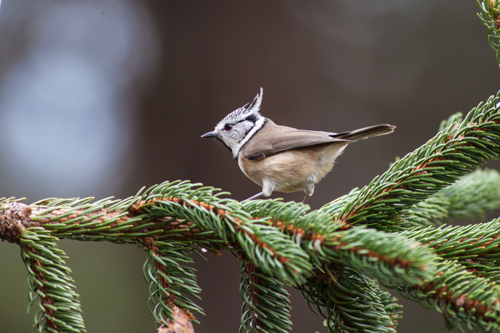 Crested Tit