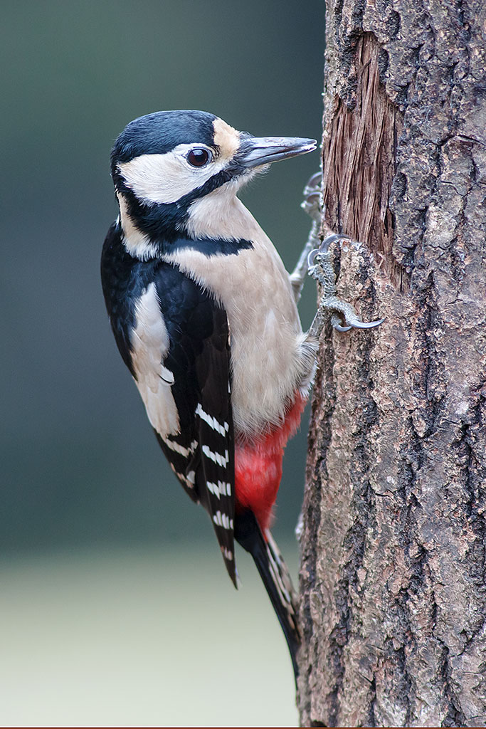 Spotted Woodpecker female