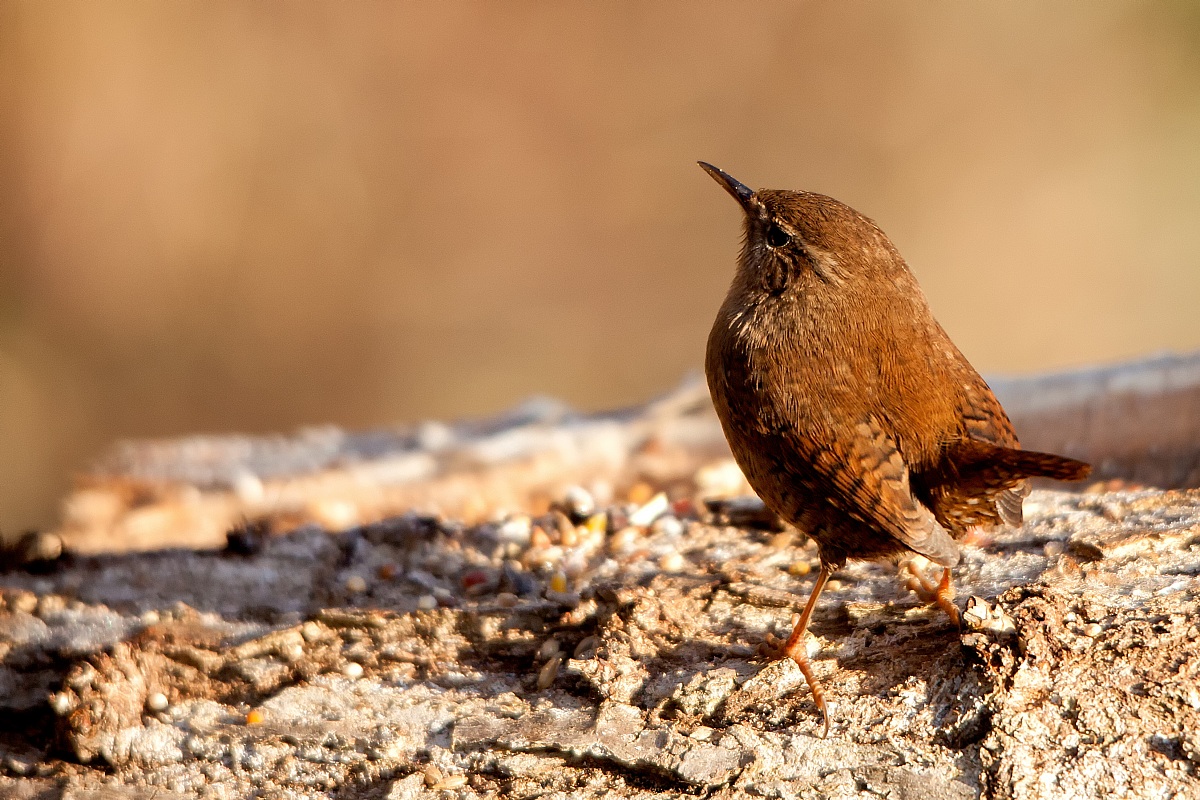 wren