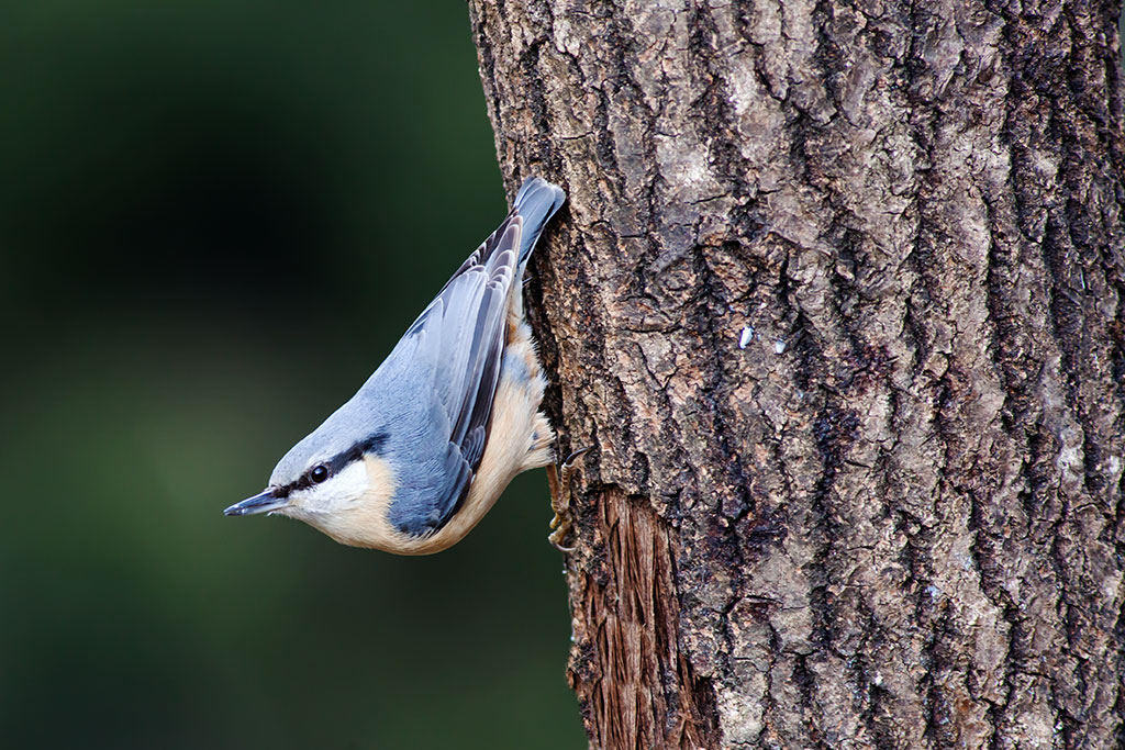 nuthatch