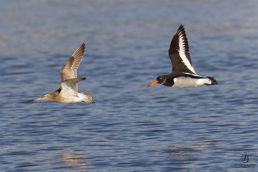Godwit and Oystercatcher Minor Sea