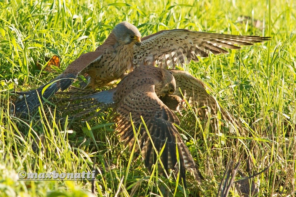 kestrel (Falco tinnunculus)