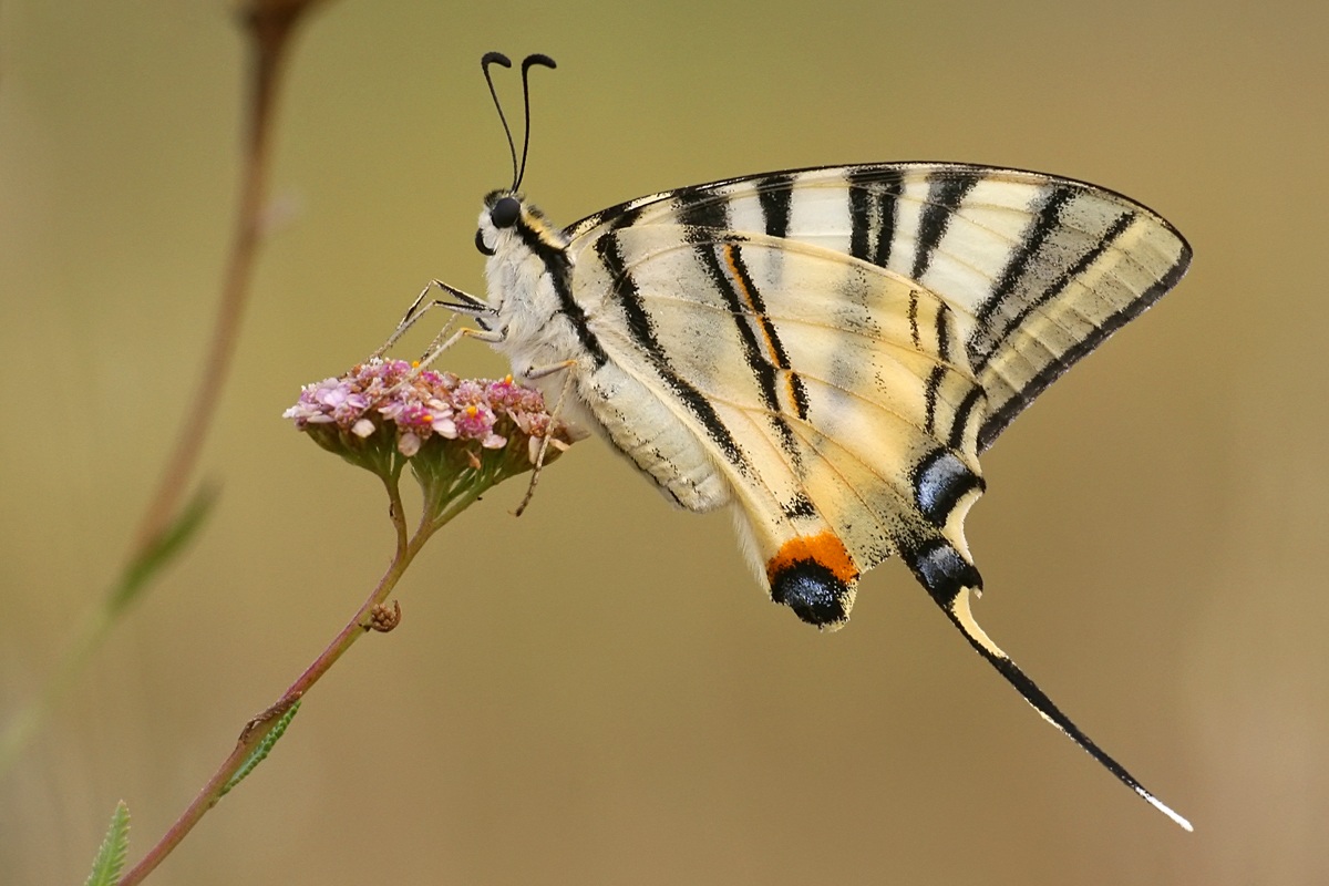 Iphiclides podalirius