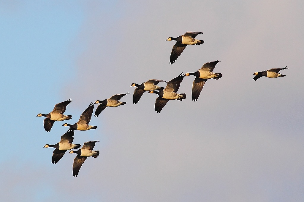 Barnacle geese
