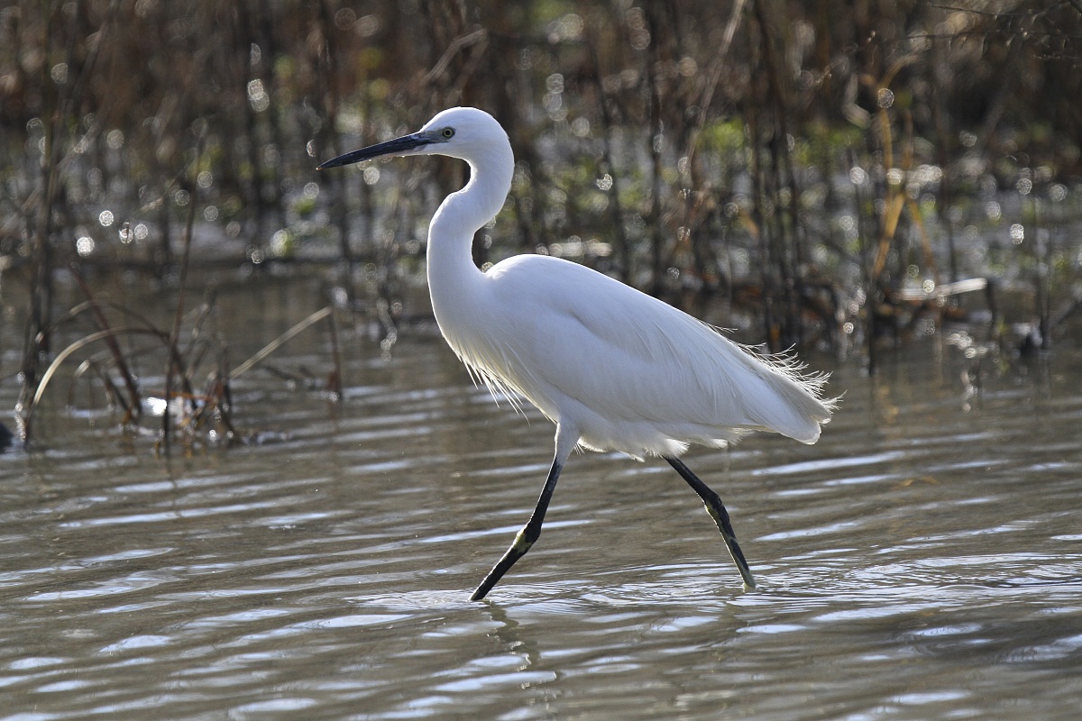 Egret