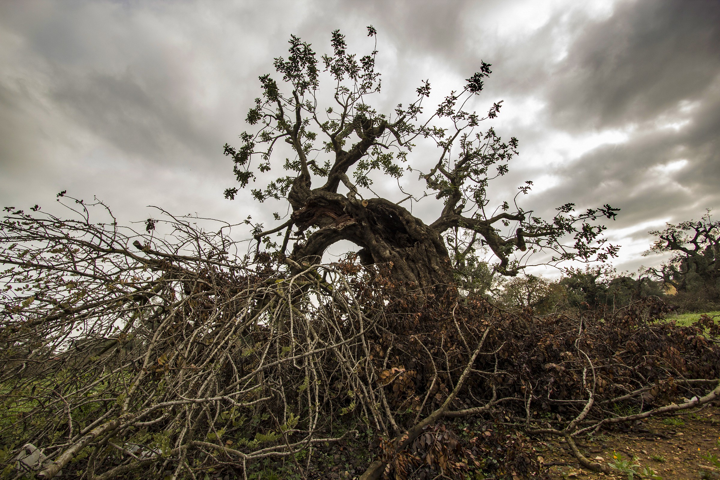 Carob tree