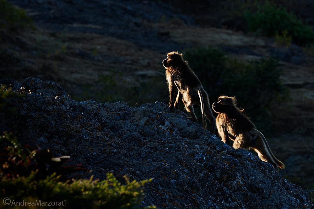 Gelada baboons