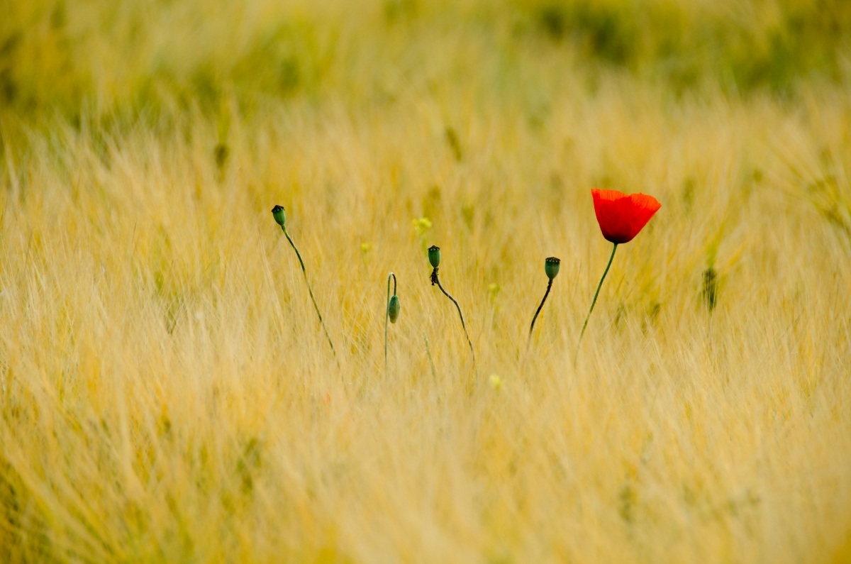 Lonesome Poppy