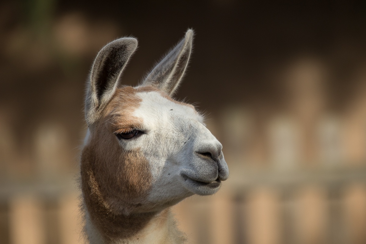 Faccia da rubacuori...