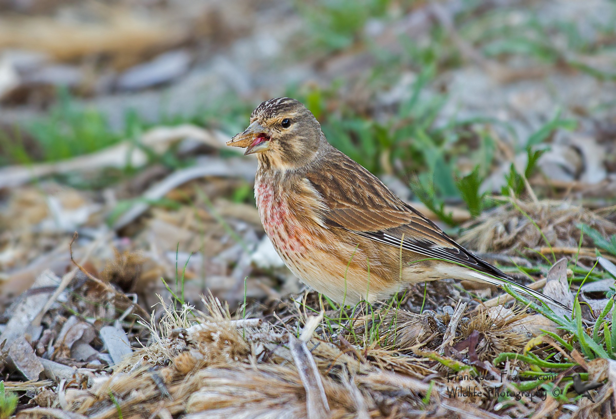 Linnet male