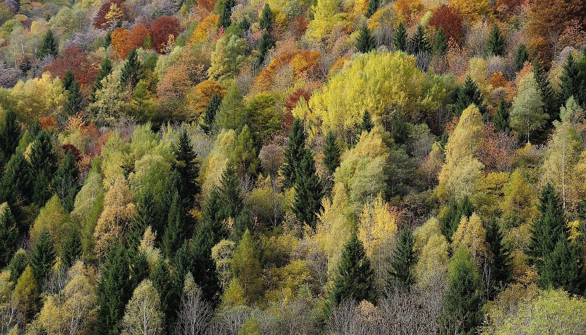 the colors of the forest