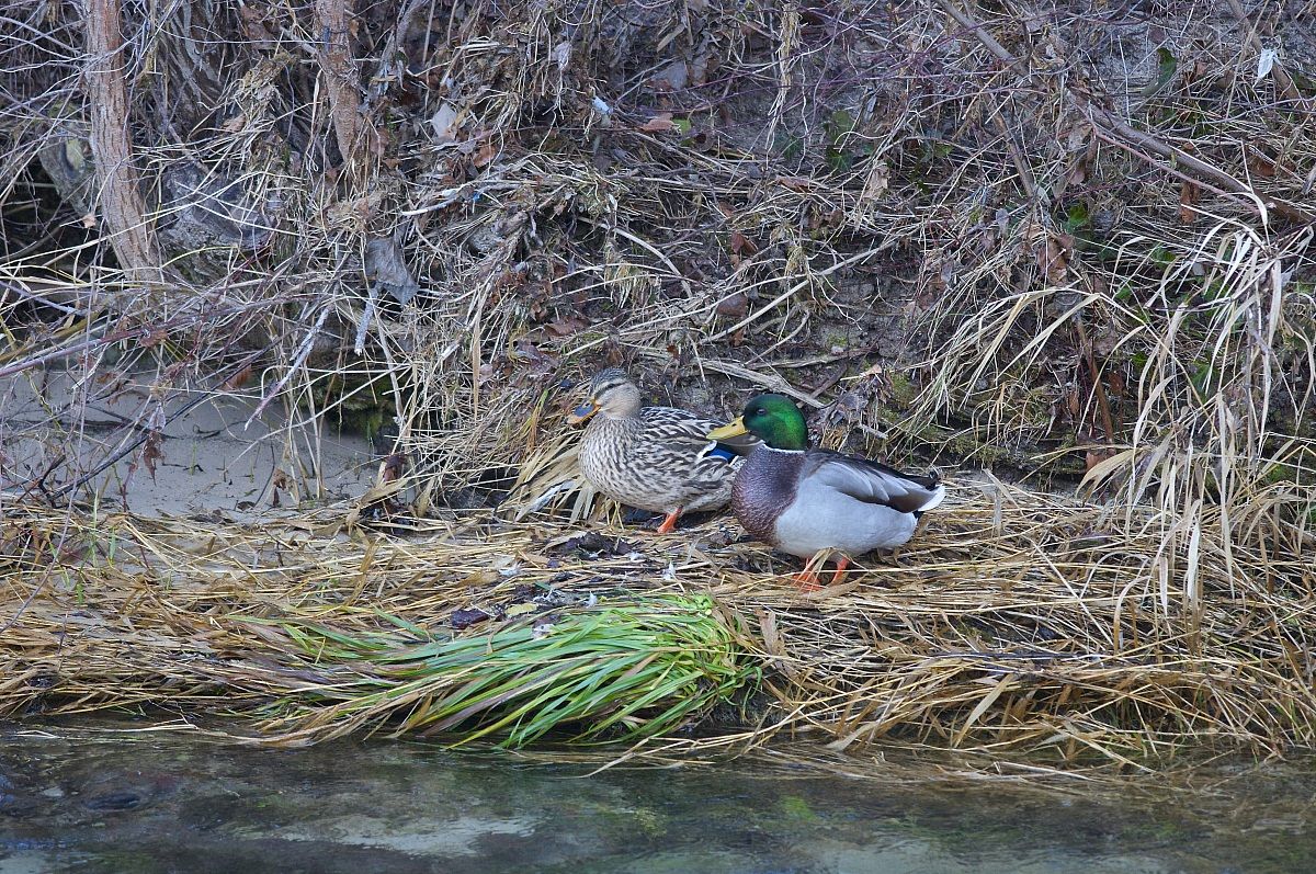 la coppia infreddolita!