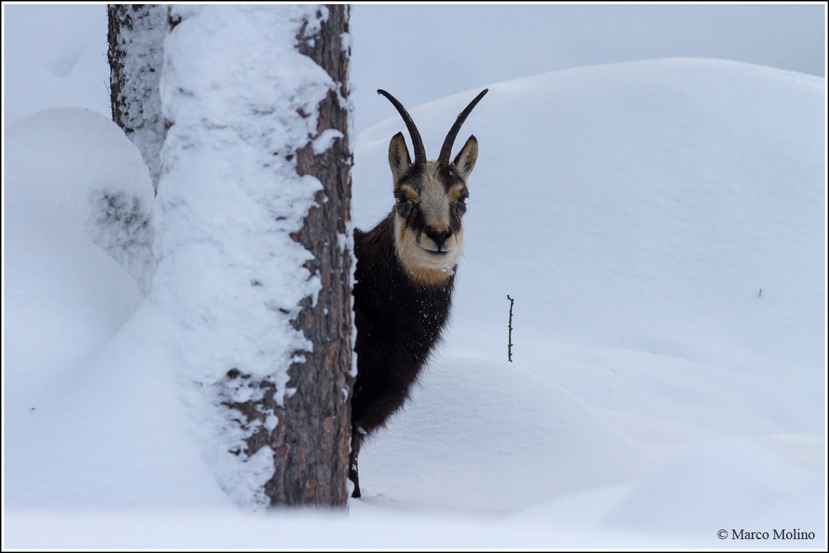 Rupicapra rupicapra - Camoscio alpino