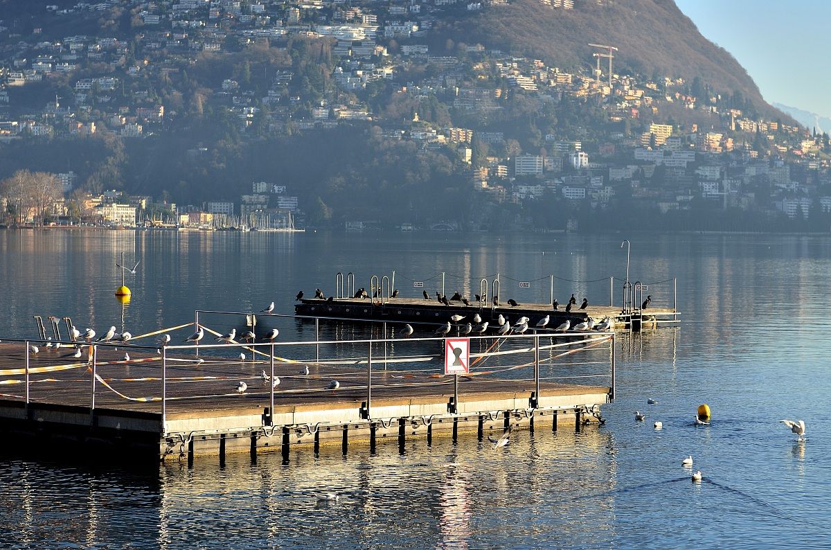 Razzismo animale....