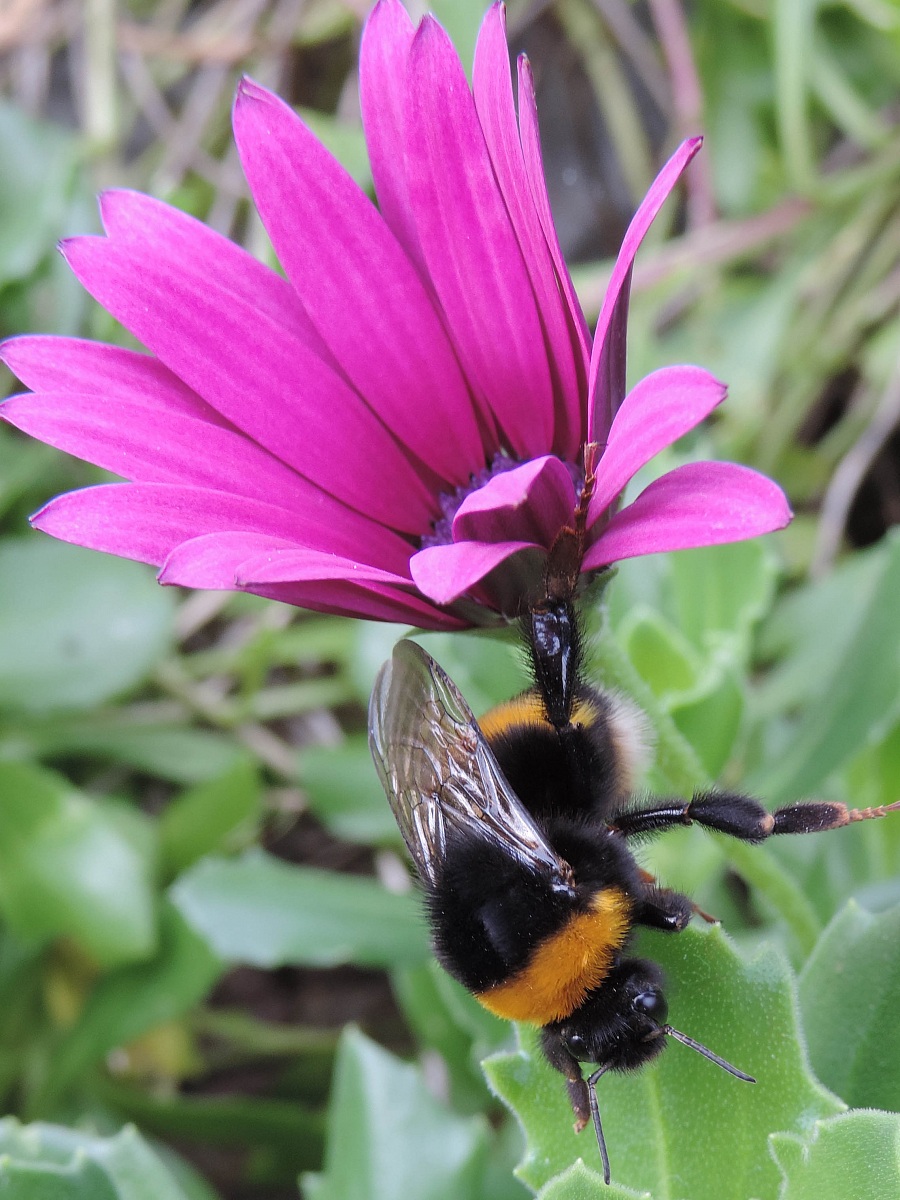 Bombus terrestris