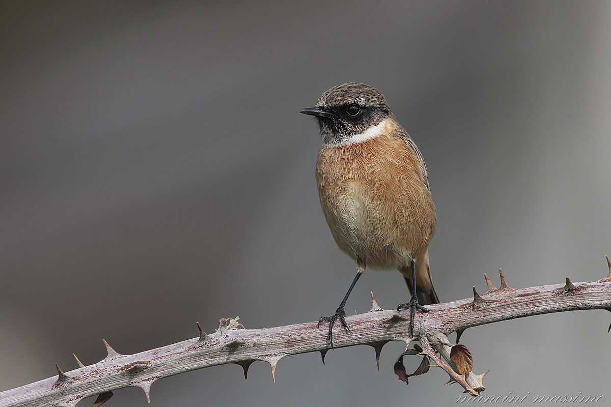 saltimpalo M (Saxicola torquata)
