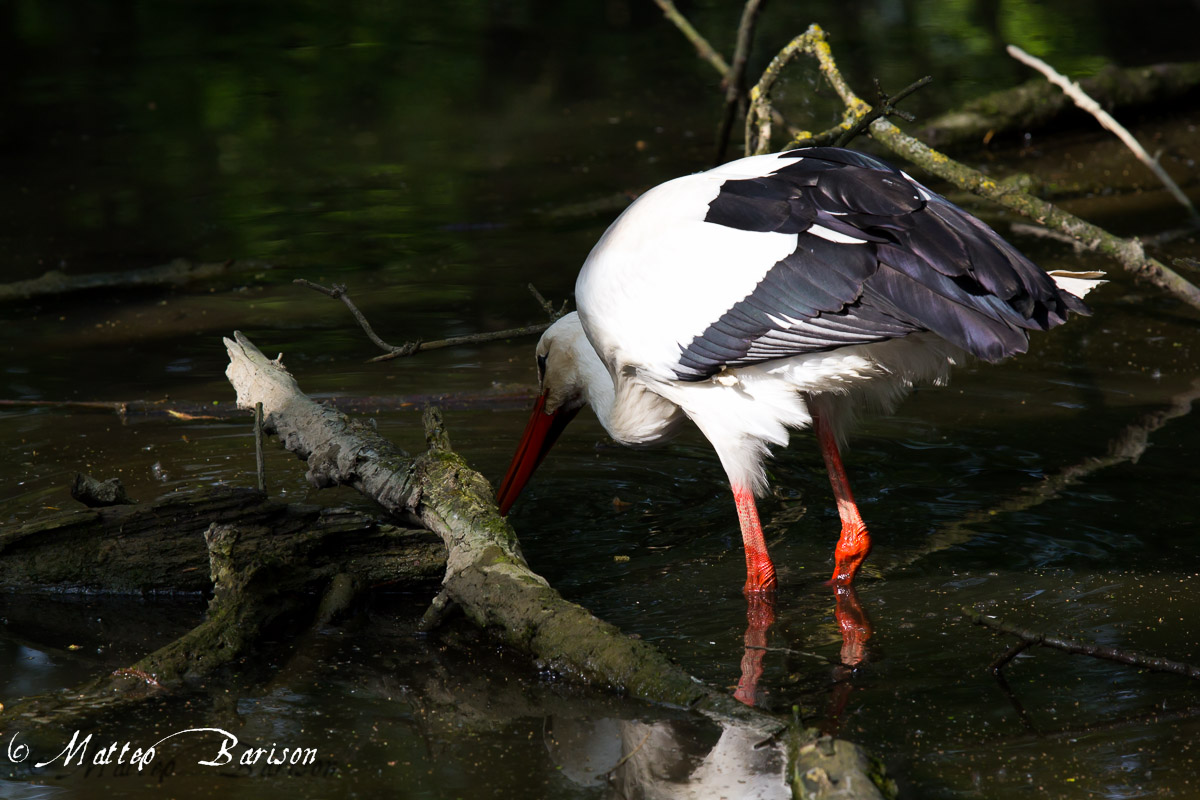 White Stork