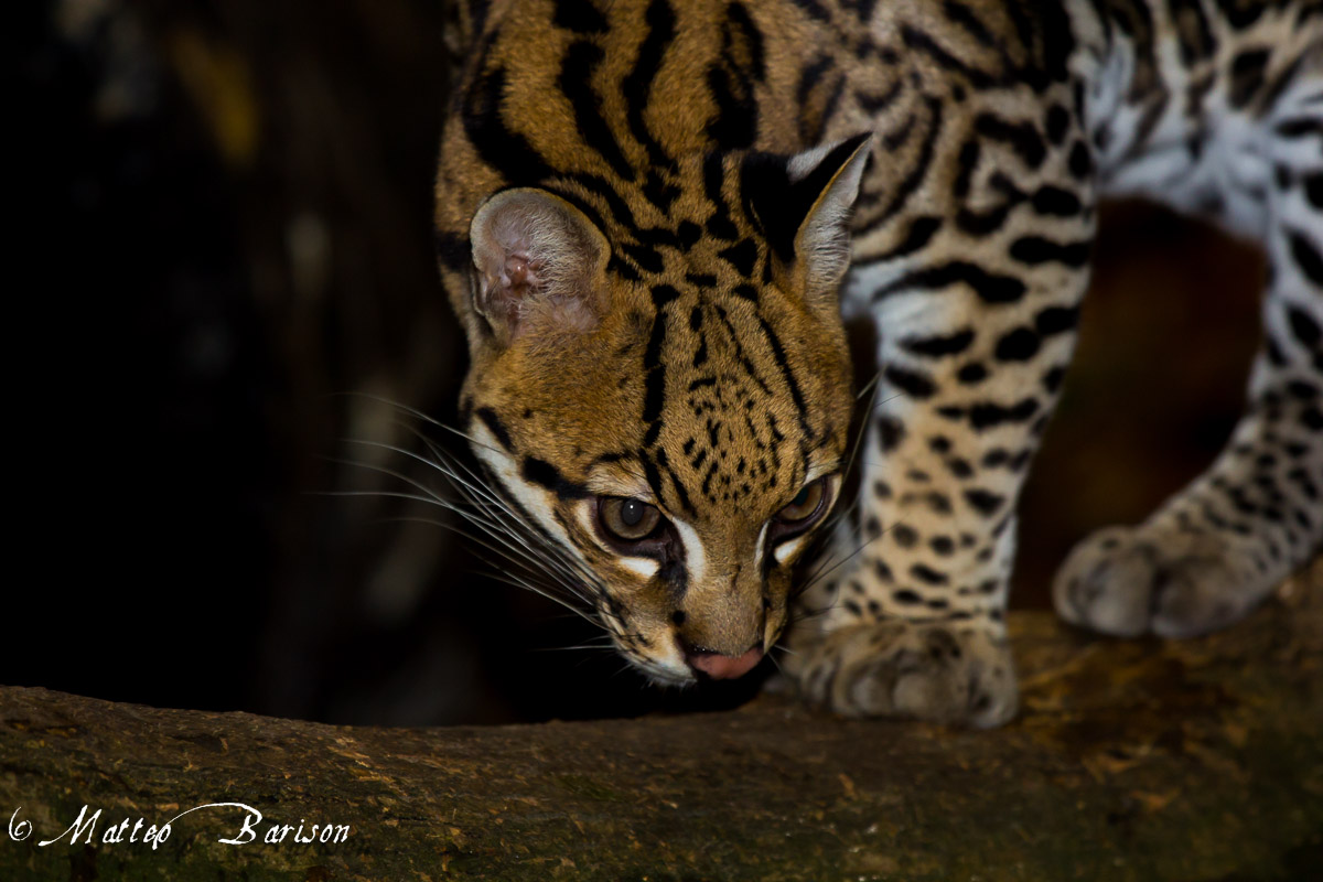Ocelot
