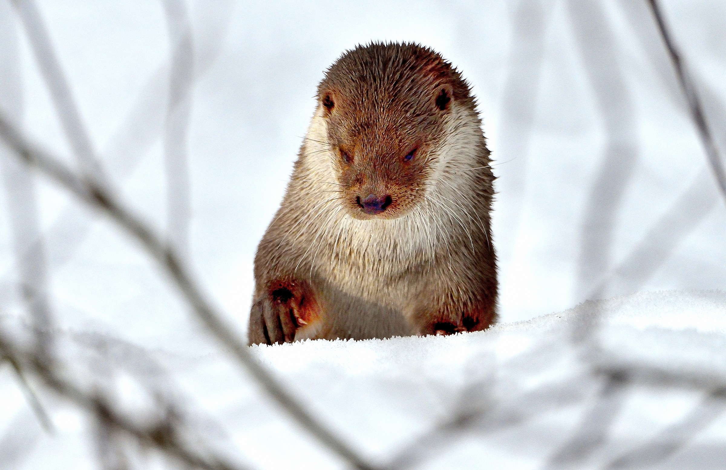 Bayerischen - Lontra