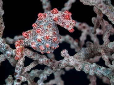 Hippocampus bargibanti