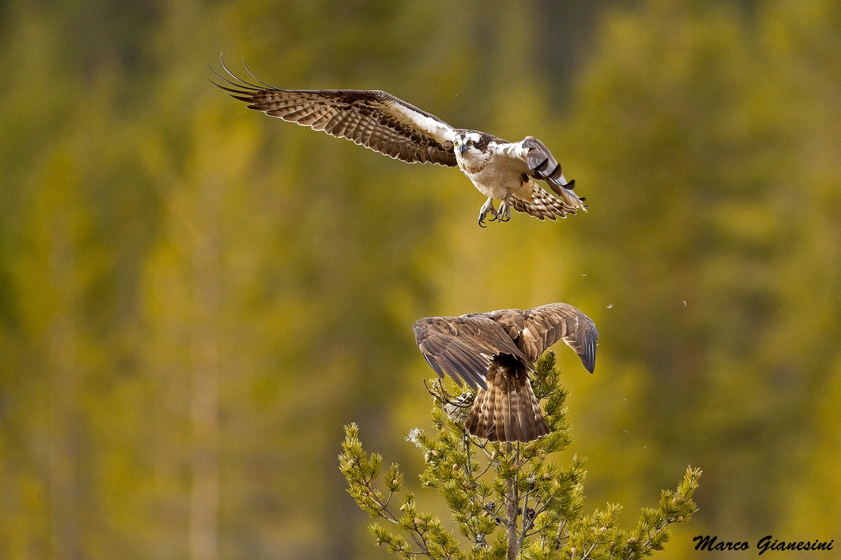 Falco pescatore Finlandia