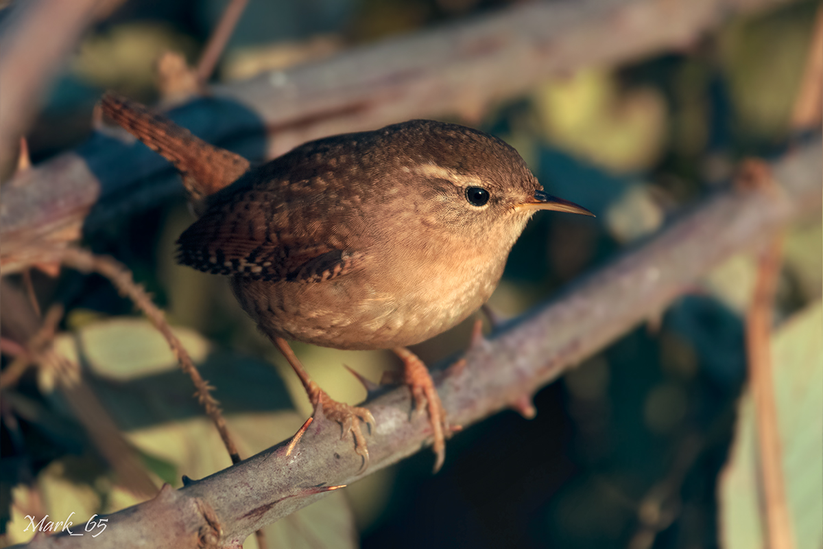 Troglodytes troglodytes