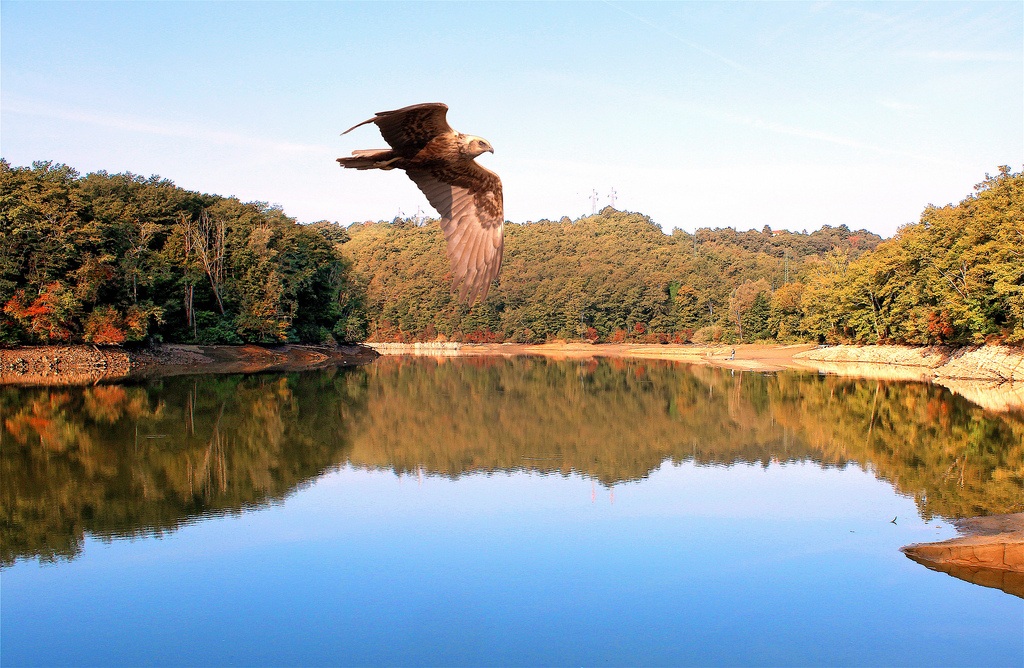 falco di palude - Valle dell'Inferno