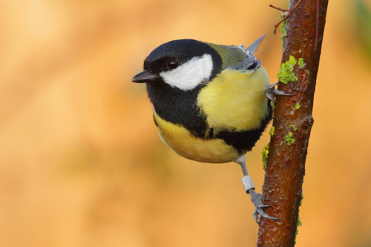Great Tit