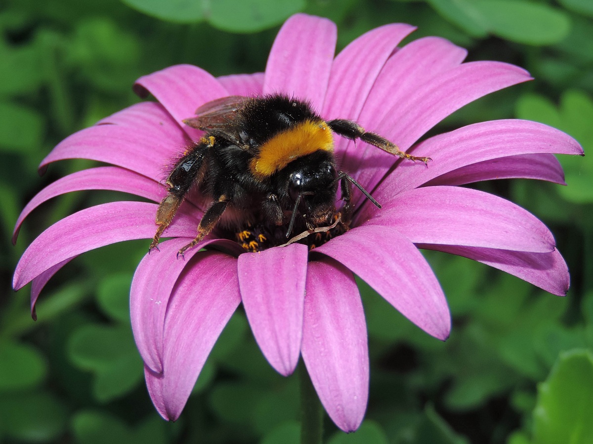 Bombus terrestris
