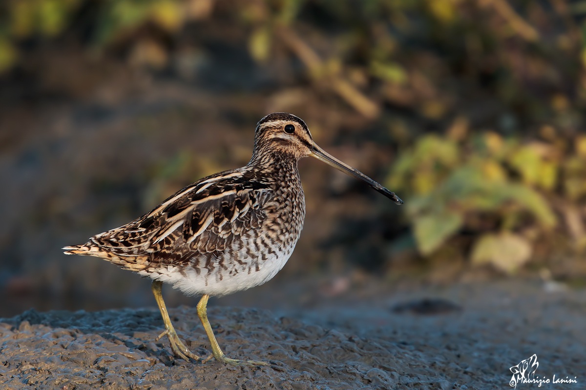 Beccaccino ( Gallinago gallinago)