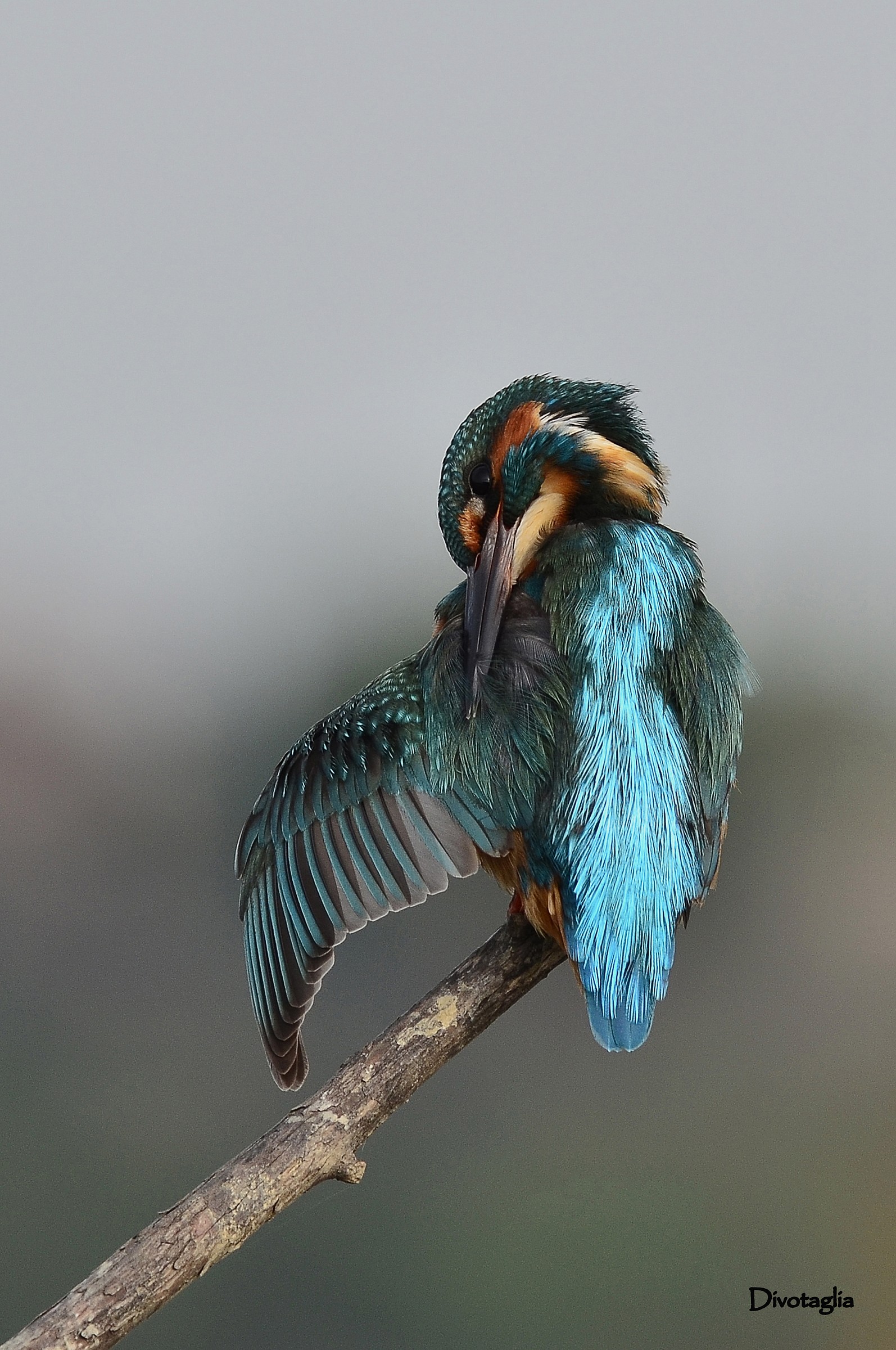 Martin pescatore (Alcedo atthis)